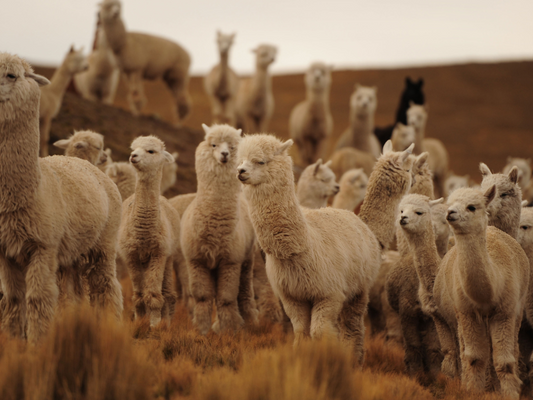 Welcome to Alpaca Week!