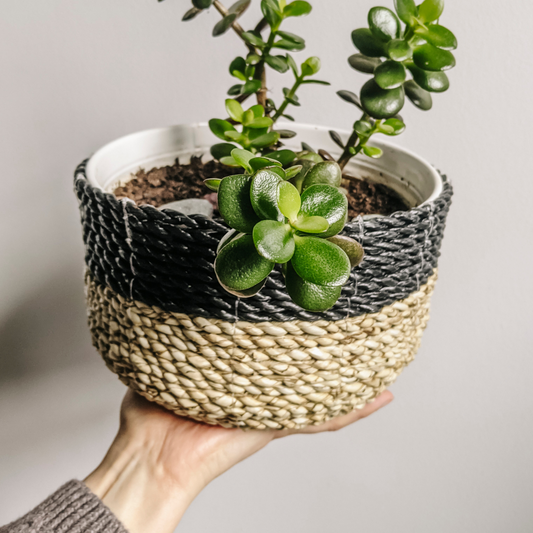 5 Tips To Keep Your Plants Alive This Winter
