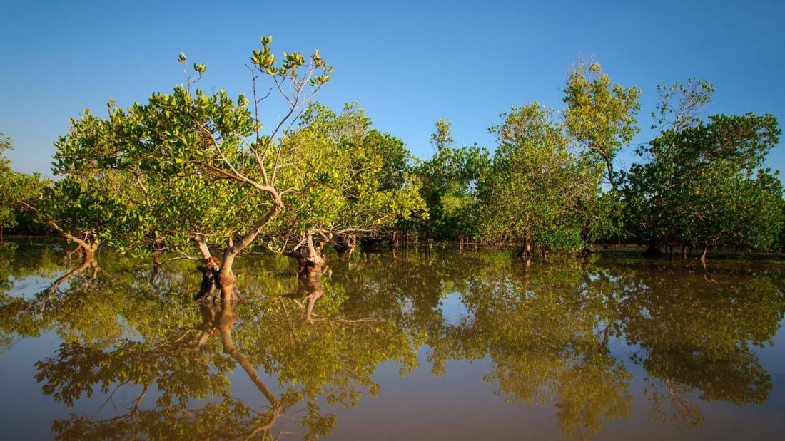 Welcome to the Pokoloko Forest