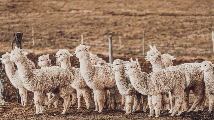 Alpaca Studio of Peru