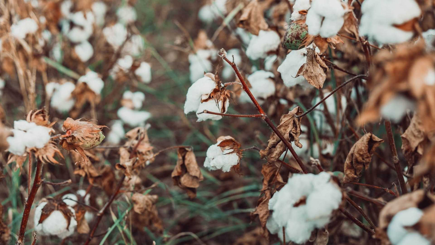 3 Reasons We Love Turkish Cotton (and Why You Might Too!)