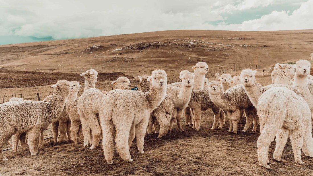 10 Things You Didn’t Know about Alpacas